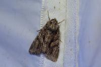 Dryobotodes tenebrosa