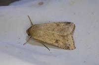 Helicoverpa armigera