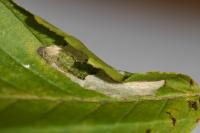 Phyllonorycter esperella