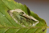 Phyllonorycter esperella
