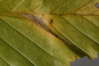 Phyllonorycter tenerella