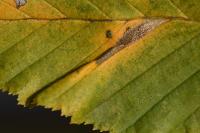 Phyllonorycter tenerella