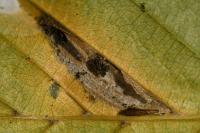 Phyllonorycter tenerella