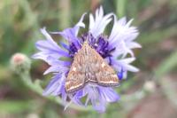 Loxostege sticticalis