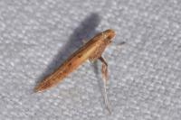 Caloptilia betulicola