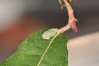 Phyllocnistis ramulicola