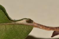 Phyllocnistis ramulicola