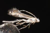 Phyllocnistis ramulicola