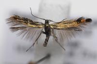 Coleophora alcyonipennella