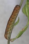 Polymixis argillaceago