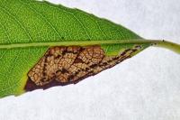 Stigmella obliquella
