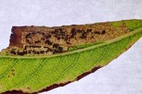 Stigmella obliquella