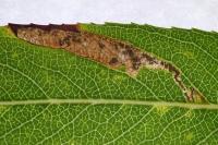 Stigmella obliquella