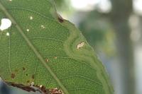 Phyllocnistis valentinensis