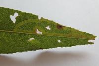 Phyllocnistis valentinensis