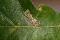 Ectoedemia subbimaculella