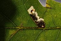 Ectoedemia subbimaculella