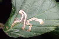 Stigmella aurella