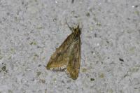 Udea ferrugalis