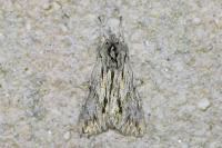 Asteroscopus sphinx