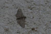 Gymnoscelis rufifasciata