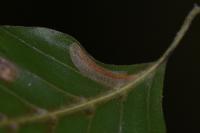Phyllonorycter maestingella