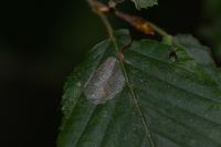 Phyllonorycter esperella