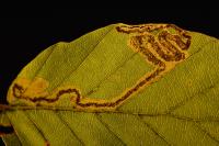 Stigmella hemargyrella