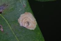 Tischeria dodonaea