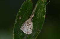 Phyllonorycter corylifoliella
