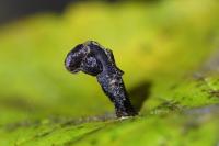 Coleophora currucipennella
