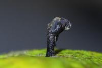 Coleophora currucipennella