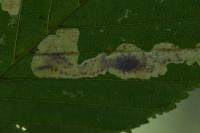 Cameraria ohridella