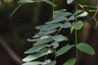 Parectopa robiniella