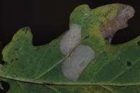 Phyllonorycter quercifoliella