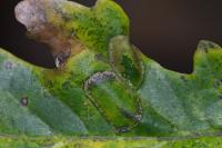 Phyllonorycter quercifoliella