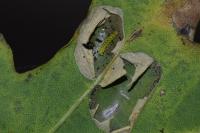 Phyllonorycter quercifoliella