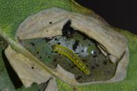 Phyllonorycter quercifoliella