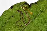 Stigmella alnetella