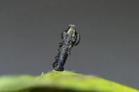 Coleophora currucipennella