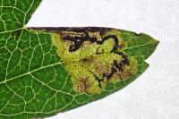 Stigmella regiella