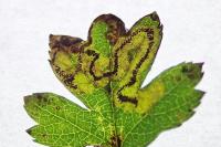Stigmella regiella