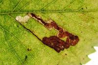 Stigmella viscerella