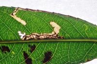 Stigmella nivenburgensis