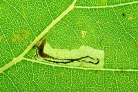 Stigmella trimaculella