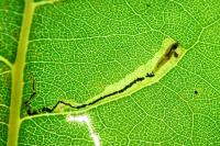 Stigmella trimaculella