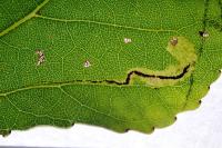Stigmella trimaculella