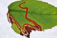 Stigmella aurella