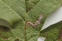 Bucculatrix bechsteinella