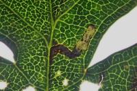 Bucculatrix bechsteinella